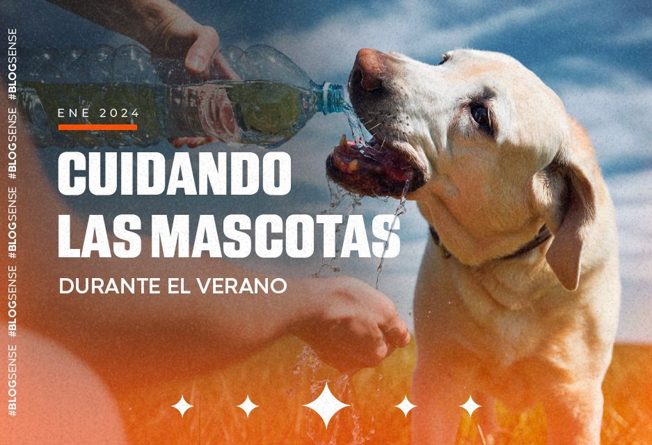 Cuidando las mascotas durante el verano